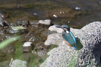 カワセミ 境川（神奈川県） 2017年6月3日(土)