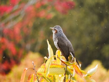 ヒヨドリ 奈良県 2021年11月12日(金)