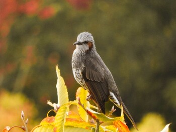 Brown-eared Bulbul 奈良県 Fri, 11/12/2021