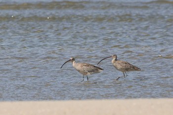 ホウロクシギ 雲出川河口 2017年6月2日(金)