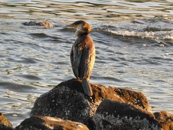 ウミウ 東京港野鳥公園 2021年12月11日(土)