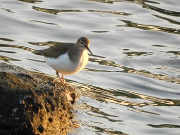 イソシギ 東京港野鳥公園 2021年12月11日(土)