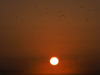 ハシボソガラス 埼玉県川島町 2021年12月11日(土)