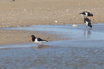 Eurasian Oystercatcher 雲出川河口 Fri, 6/2/2017