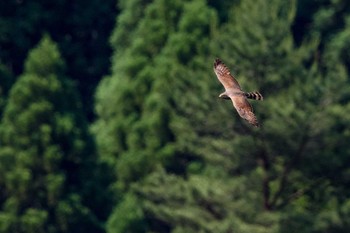 Grey-faced Buzzard 大分県竹田市 Sat, 6/3/2017