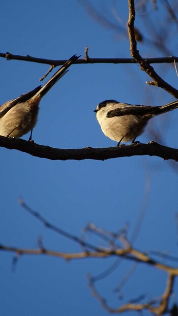 Mon, 12/13/2021 Birding report at 多摩川