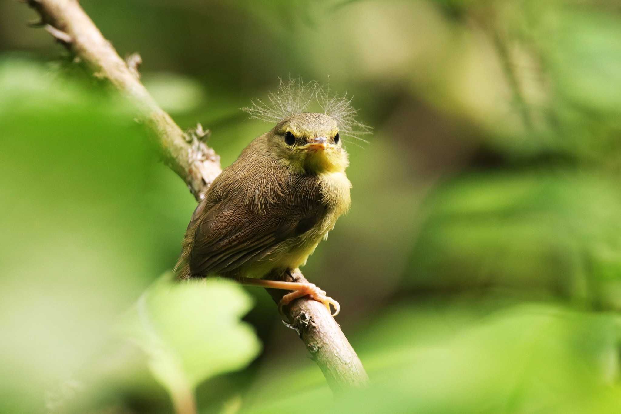 ウグイス幼鳥