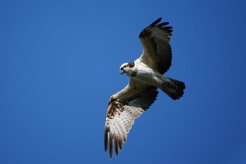 ミサゴ 葛西臨海公園 2021年12月11日(土)