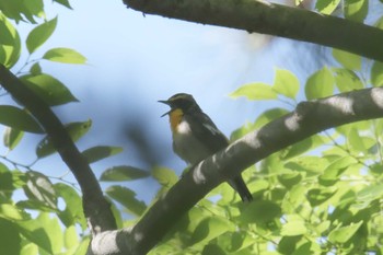 Narcissus Flycatcher Forest Park of Mie Prefecture Sun, 6/4/2017