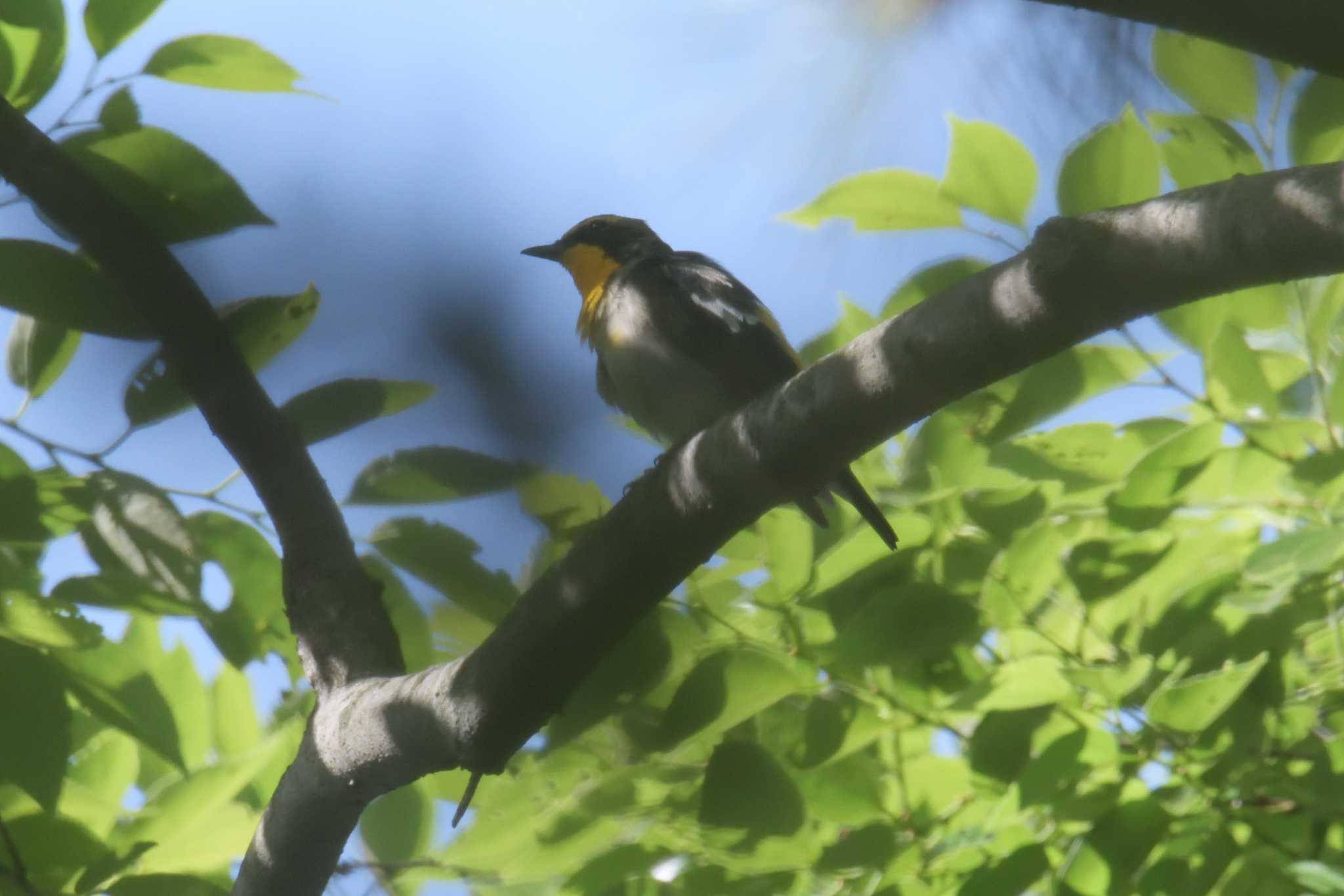 Photo of Narcissus Flycatcher at Forest Park of Mie Prefecture by masatsubo