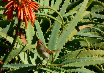 Japanese Bush Warbler Yoron Island Tue, 12/14/2021