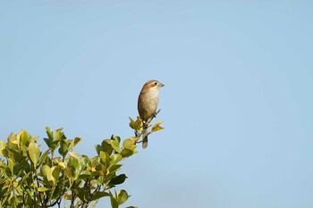 Bull-headed Shrike Shinjiko Green Park Tue, 12/14/2021