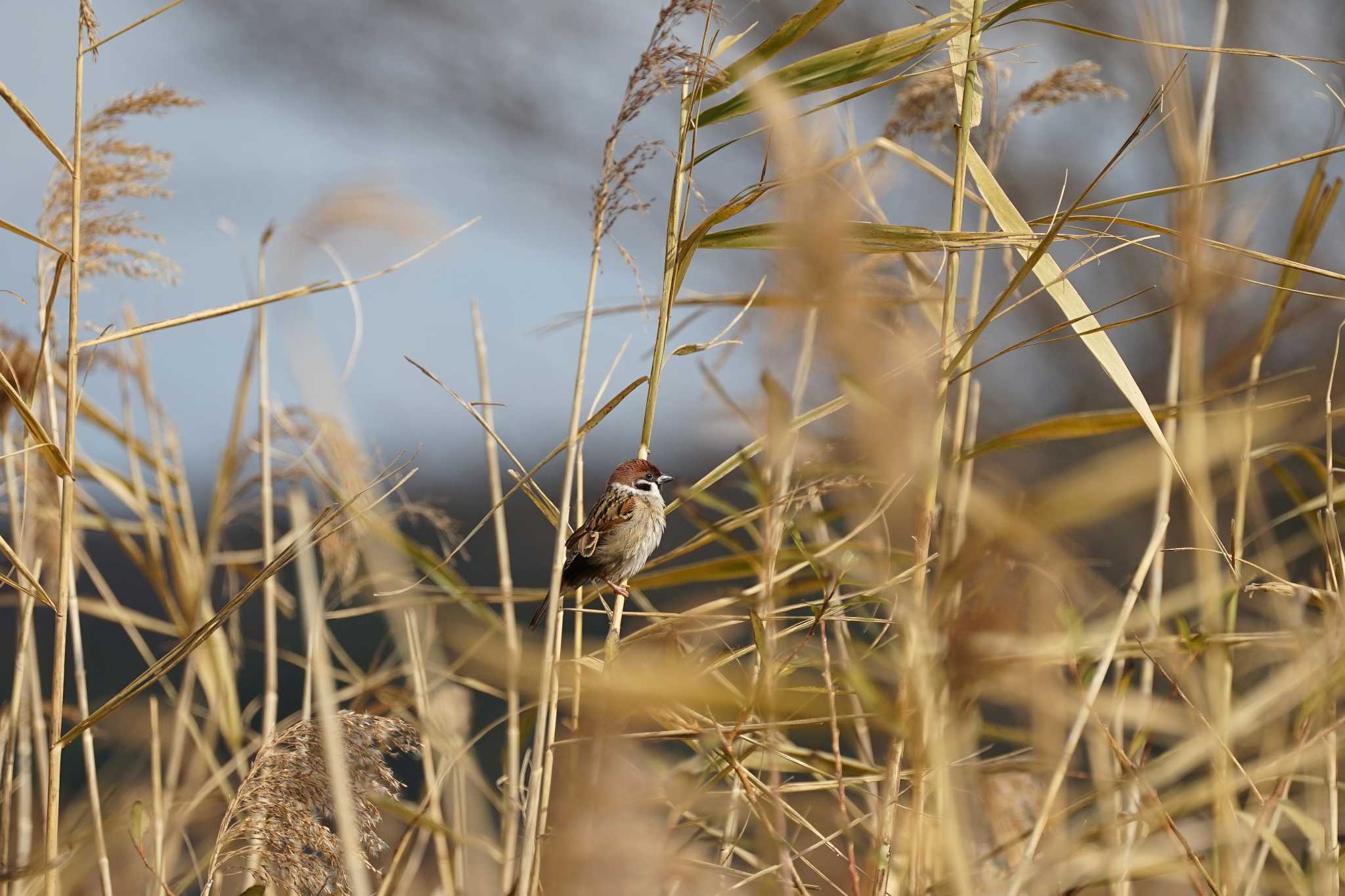 Photo of Eurasian Tree Sparrow at Shinjiko Green Park by ひらも