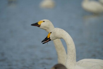 Tundra Swan 潟ノ内(島根県松江市) Tue, 12/14/2021