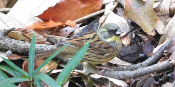 2021年12月12日(日) 明治神宮の野鳥観察記録