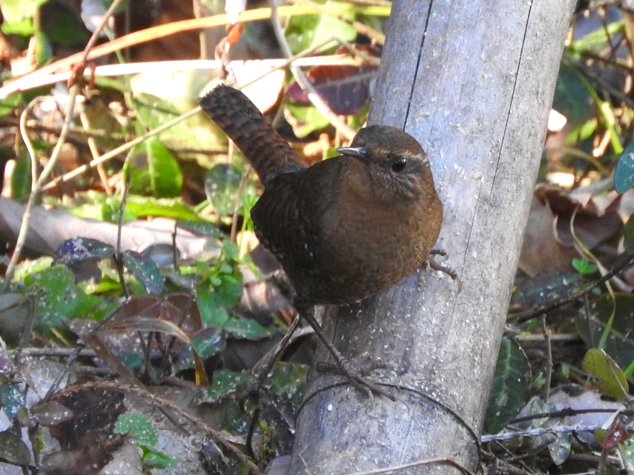  ミソサザイの写真 by はる