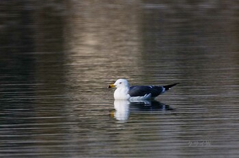 Black-tailed Gull 奈良市水上池 Sat, 12/11/2021