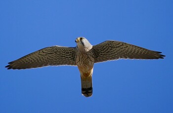 2021年12月14日(火) 恩智川治水緑地の野鳥観察記録