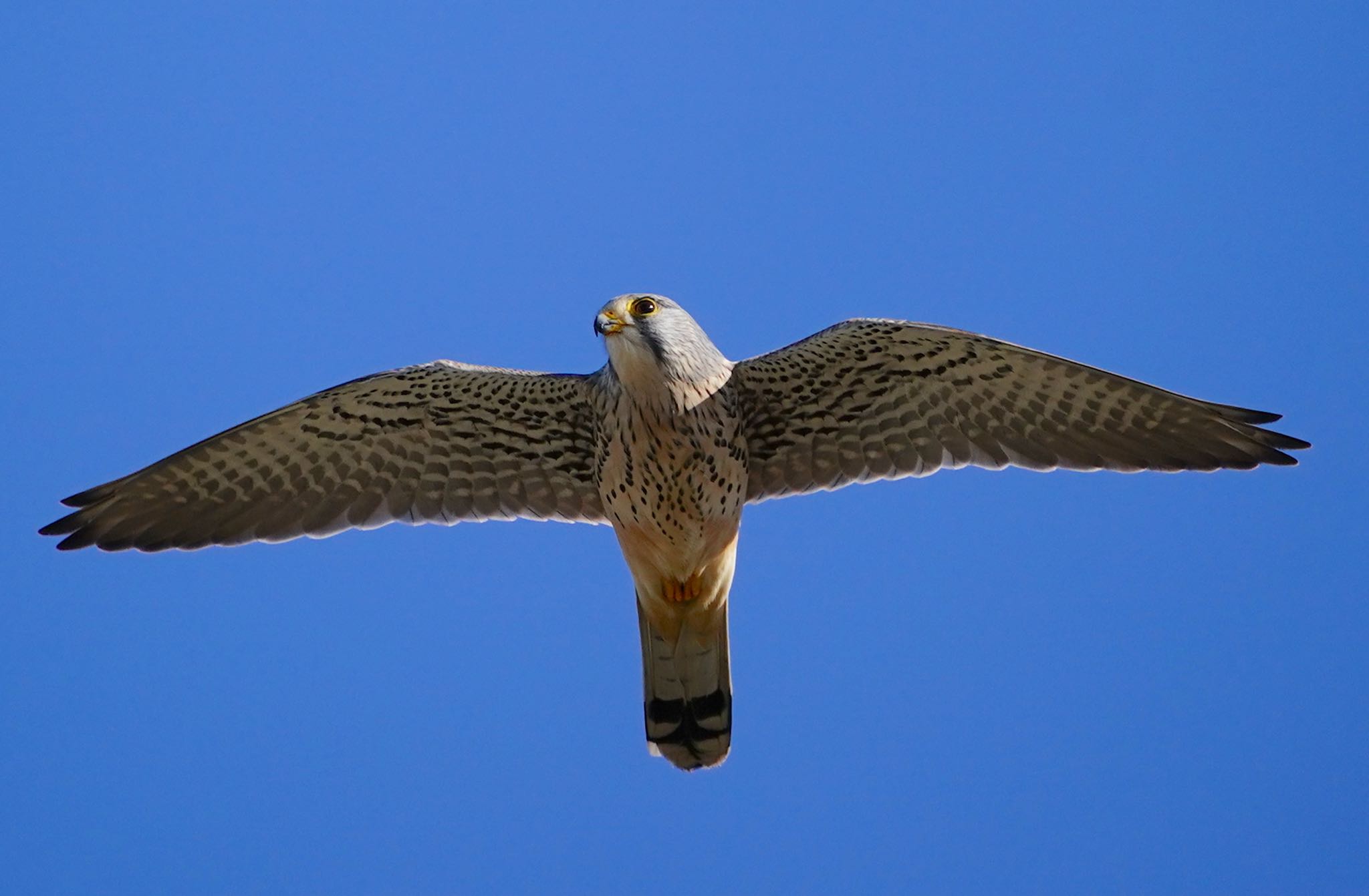 Common Kestrel