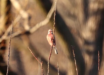 Siberian Long-tailed Rosefinch Kitamoto Nature Observation Park Sun, 12/12/2021