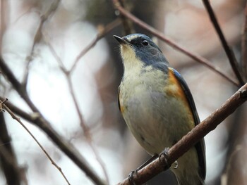 ルリビタキ くろんど園地 2021年12月12日(日)