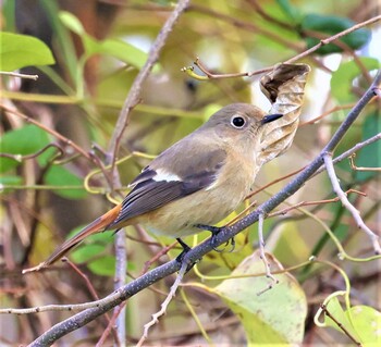 Daurian Redstart 湖北水鳥センター Sun, 12/5/2021