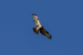 ノスリ 大麻生野鳥の森公園 2021年12月2日(木)