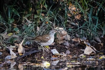 Pale Thrush Ooaso Wild Bird Forest Park Thu, 12/2/2021