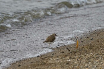 Common Sandpiper 秋鹿なぎさ公園 Tue, 12/14/2021