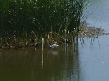 Little Egret Tokyo Port Wild Bird Park Sun, 6/4/2017