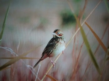 Chestnut-eared Bunting 藤原宮跡 Sun, 12/12/2021