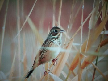 Chestnut-eared Bunting 藤原宮跡 Sun, 12/12/2021