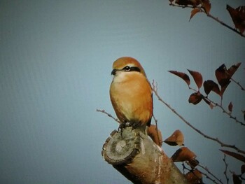 Bull-headed Shrike 藤原宮跡 Sun, 12/12/2021