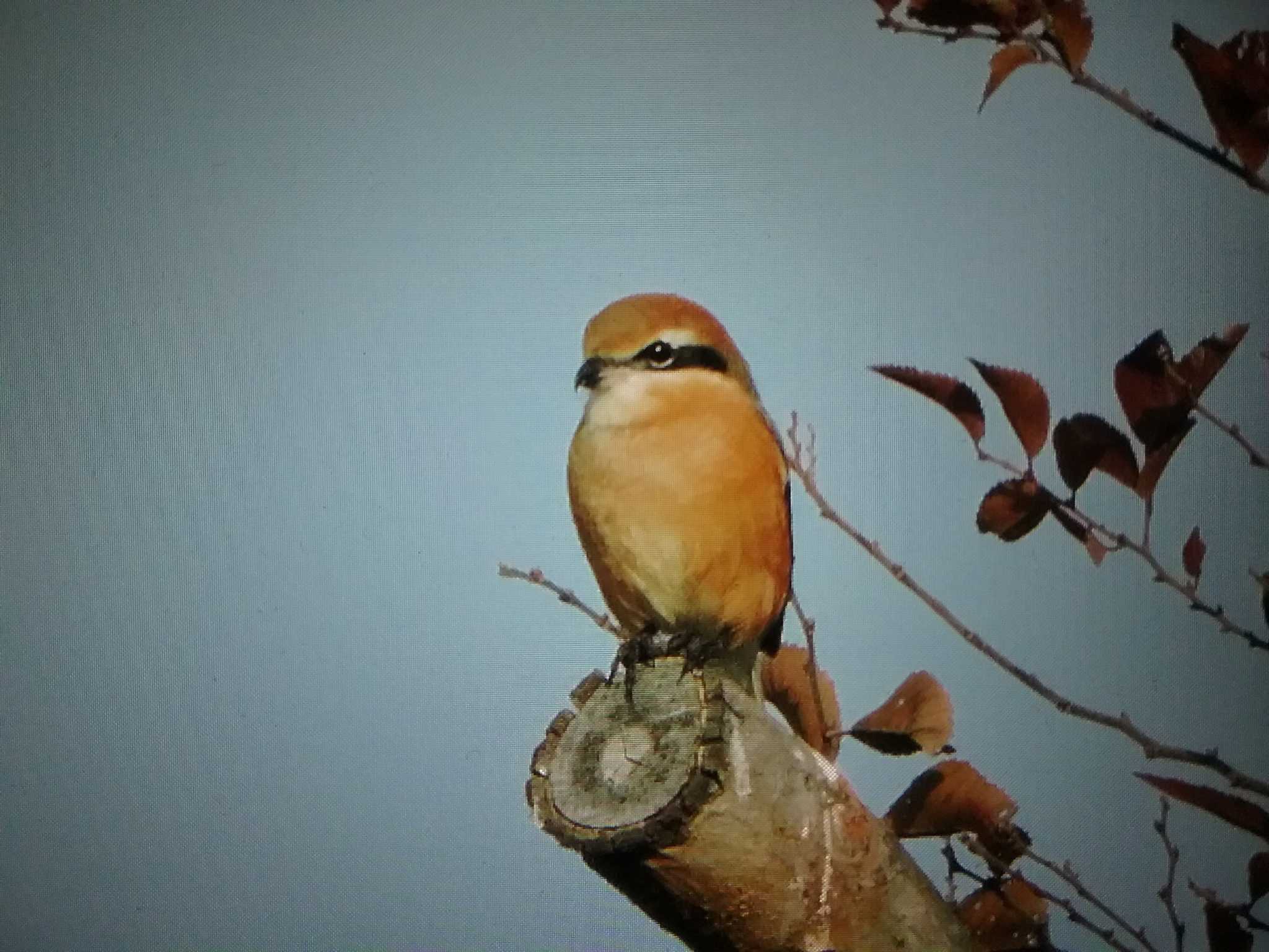 Photo of Bull-headed Shrike at 藤原宮跡 by おもち