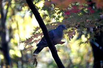 キジバト 浅間山公園(府中市) 2021年12月12日(日)