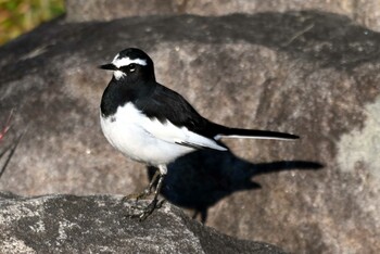 Tue, 12/14/2021 Birding report at 旭公園