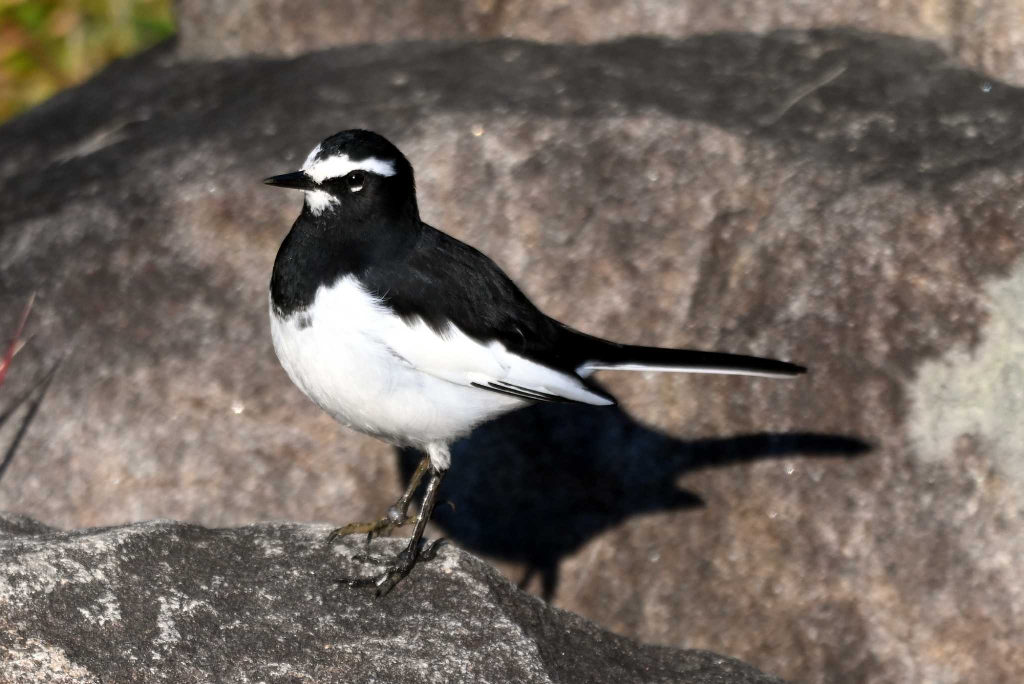 Japanese Wagtail