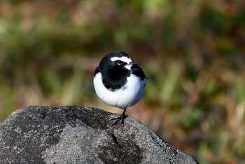 セグロセキレイ 旭公園 2021年12月14日(火)