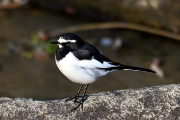 セグロセキレイ 旭公園 2021年12月14日(火)