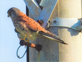 Common Kestrel 恩納村 Tue, 12/14/2021