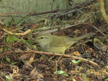 Japanese Bush Warbler 恩納村 Fri, 12/10/2021