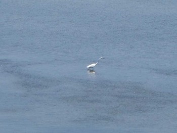 Little Egret Tokyo Port Wild Bird Park Sun, 6/4/2017