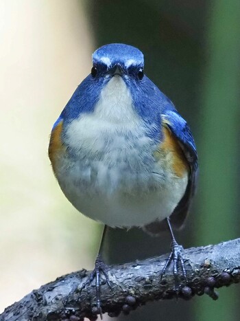 2021年12月13日(月) 不動ヶ池公園の野鳥観察記録