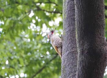 Tue, 12/14/2021 Birding report at 善福寺公園