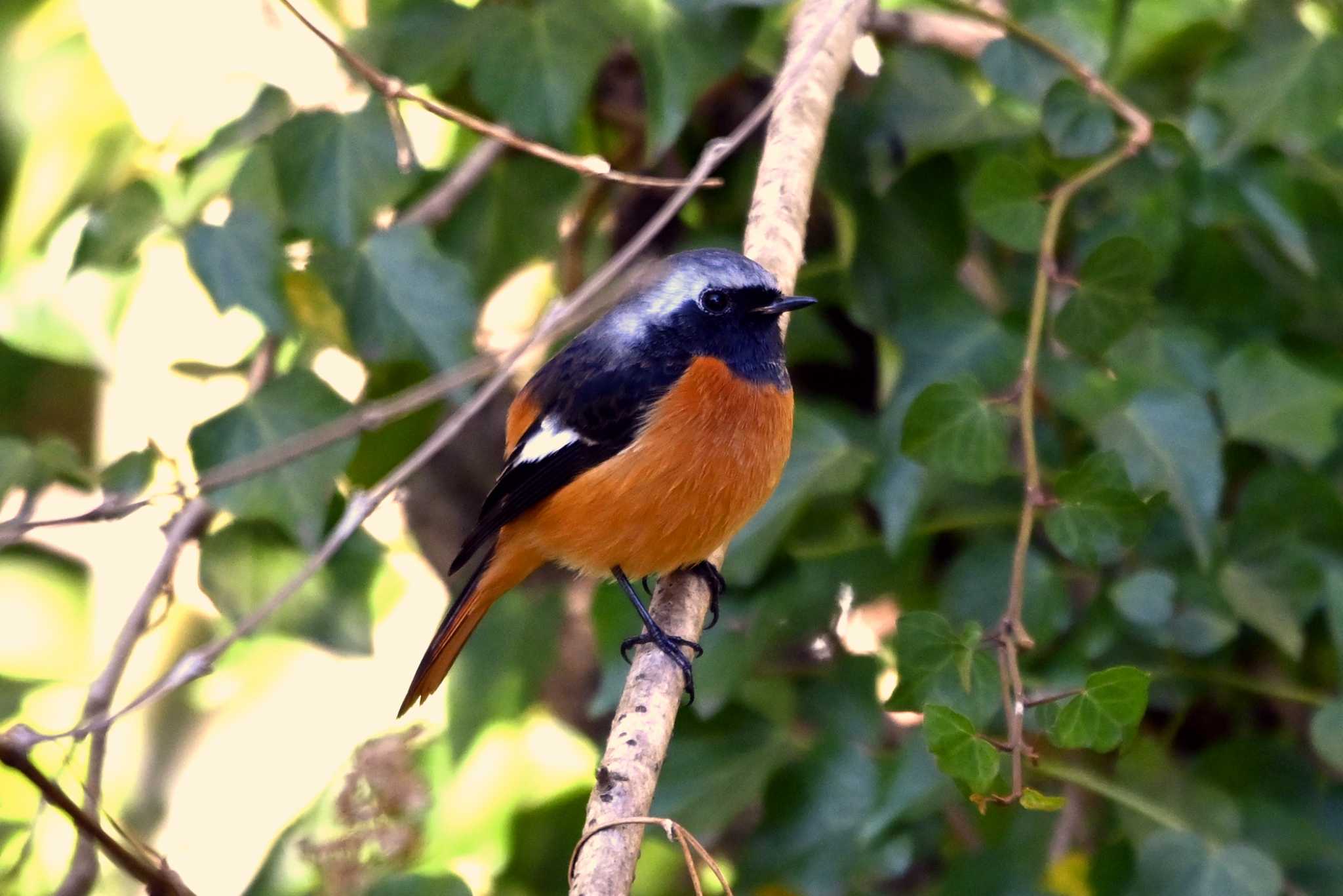 Photo of Daurian Redstart at 旭公園 by ポッちゃんのパパ