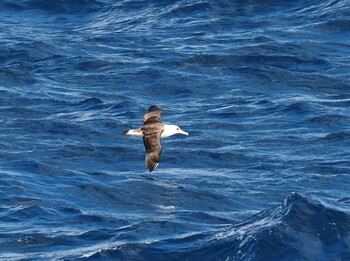 Laysan Albatross 八丈島航路 Tue, 12/14/2021