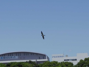 ツバメ 東京港野鳥公園 2017年6月4日(日)