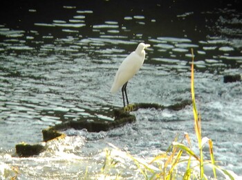 Sun, 11/14/2021 Birding report at 川越市