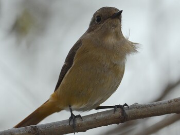 Daurian Redstart 香川県 Sun, 12/12/2021