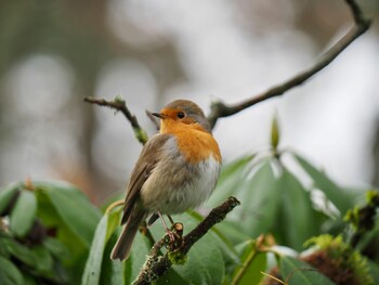 Tue, 12/14/2021 Birding report at クロンベルク「フランクフルト近郊」